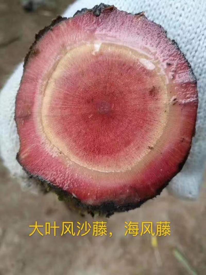 跑江湖地摊根子药砍砍药蛇连雪胆金龟莲鸡血藤