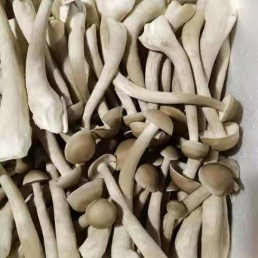 鹿茸菇鲜品