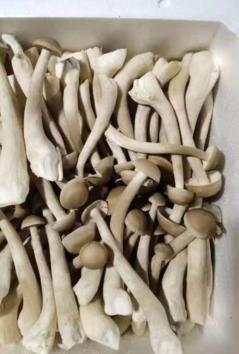 鹿茸菇鲜品