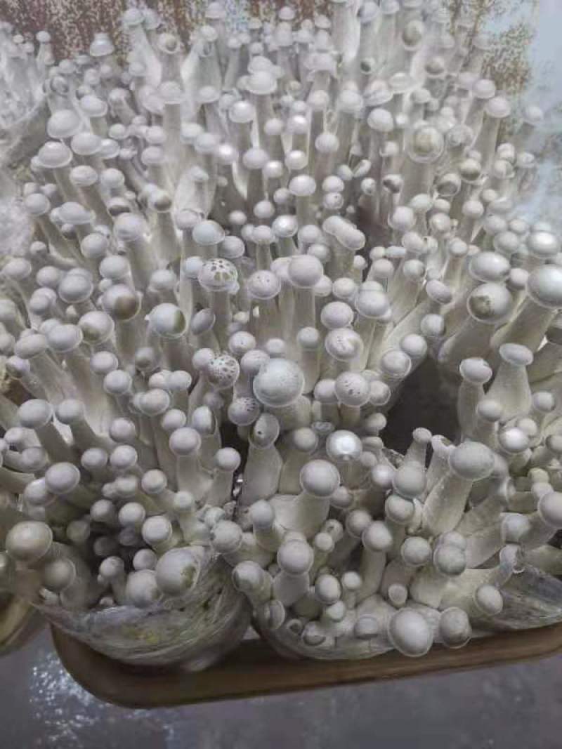 鹿茸菇鲜品
