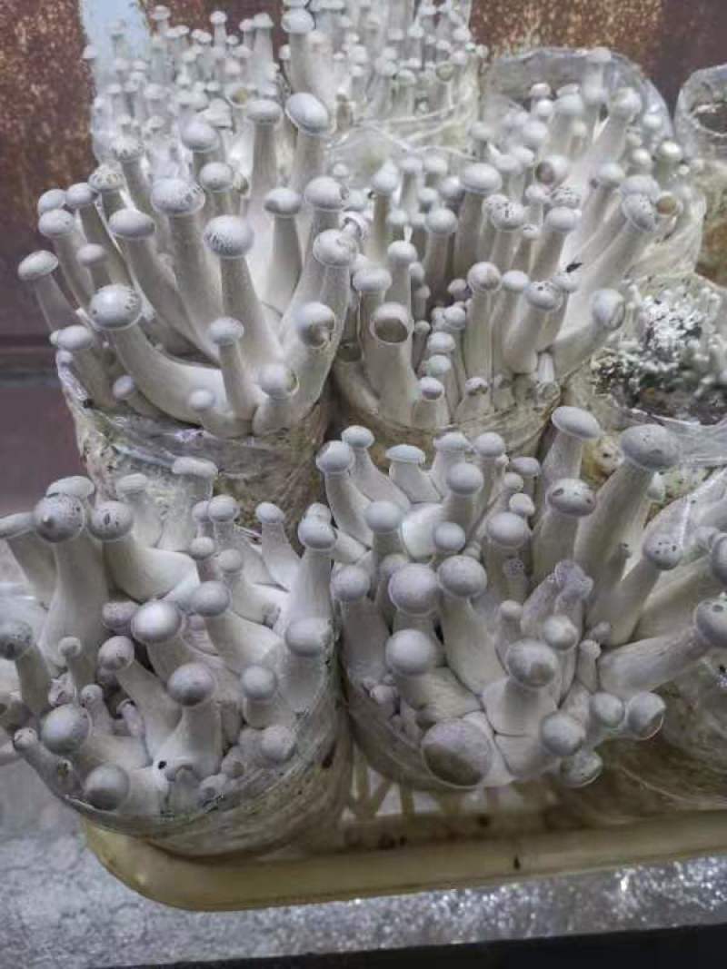 鹿茸菇鲜品
