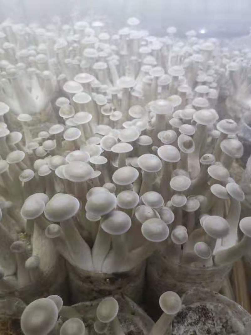 鹿茸菇鲜品