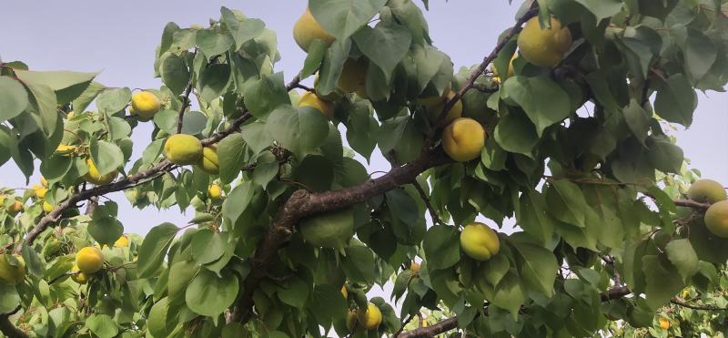 陕西凯特杏，金寿杏，果个大，果面干净，耐运输，产地批发