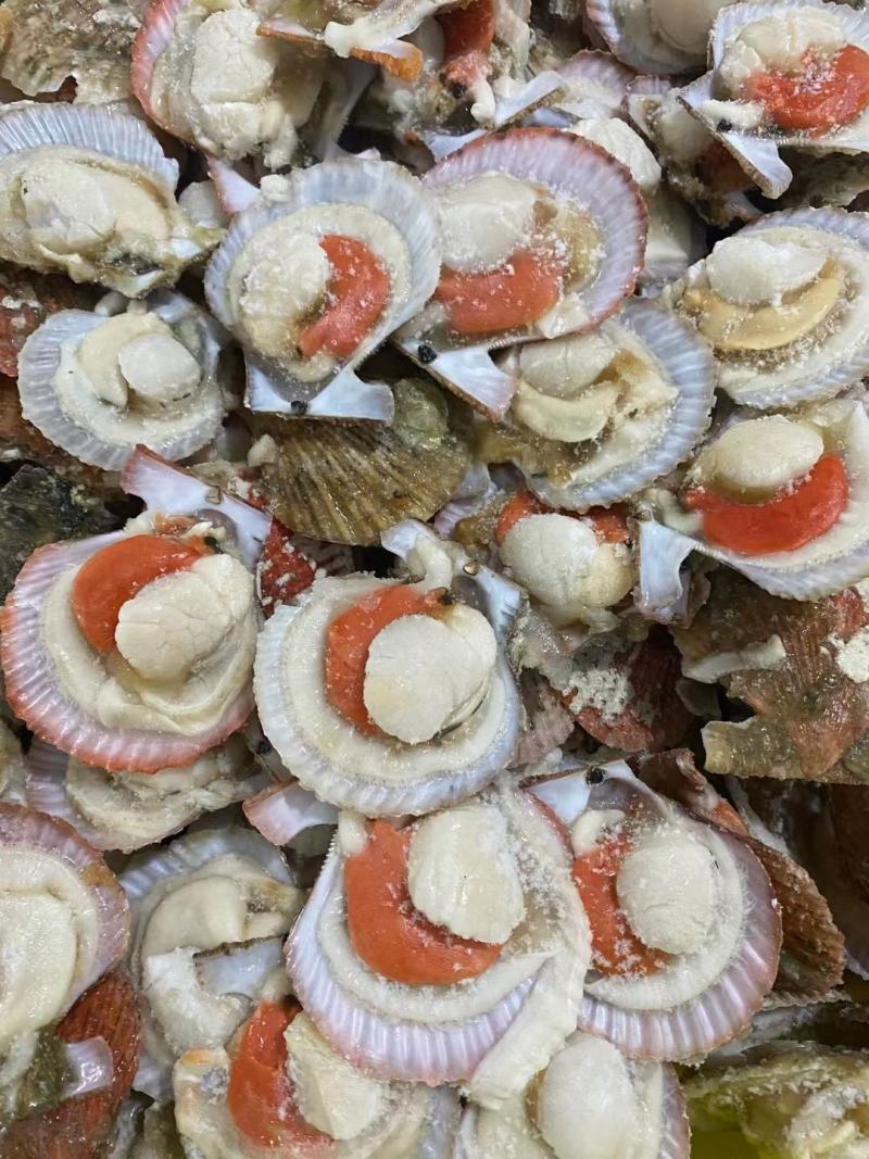 扇贝半壳