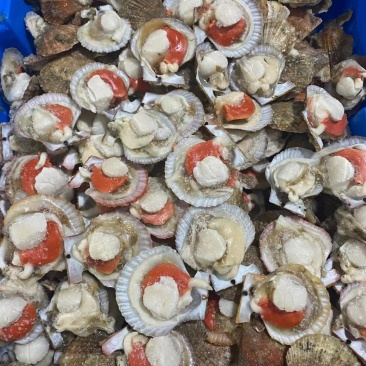 扇贝半壳