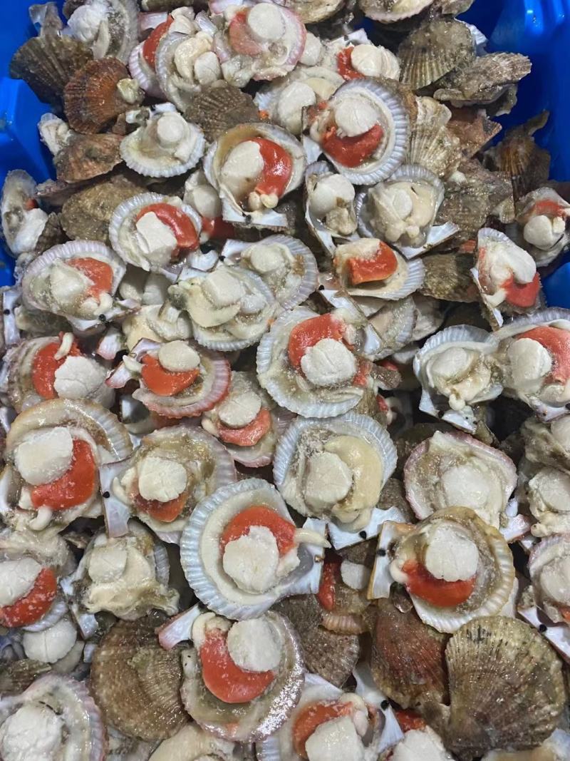 扇贝半壳