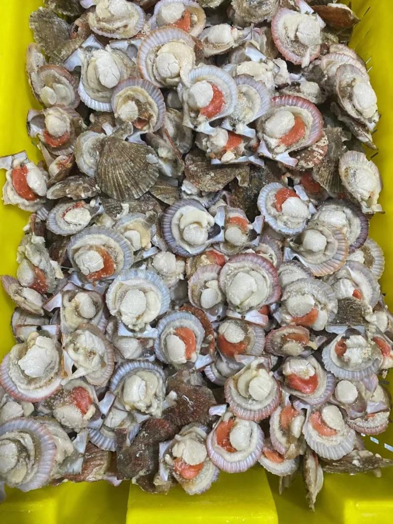 扇贝半壳