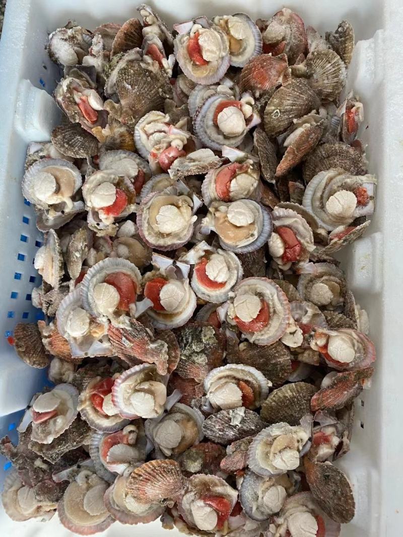 扇贝半壳