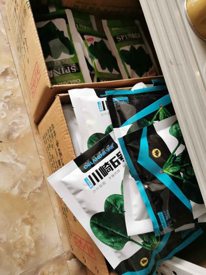 欧兰德菠菜种子黑油亮圆叶菠菜耐热春秋播菠菜种子矮脚菠菜