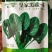 欧兰德菠菜种子黑油亮圆叶菠菜耐热春秋播菠菜种子矮脚菠菜