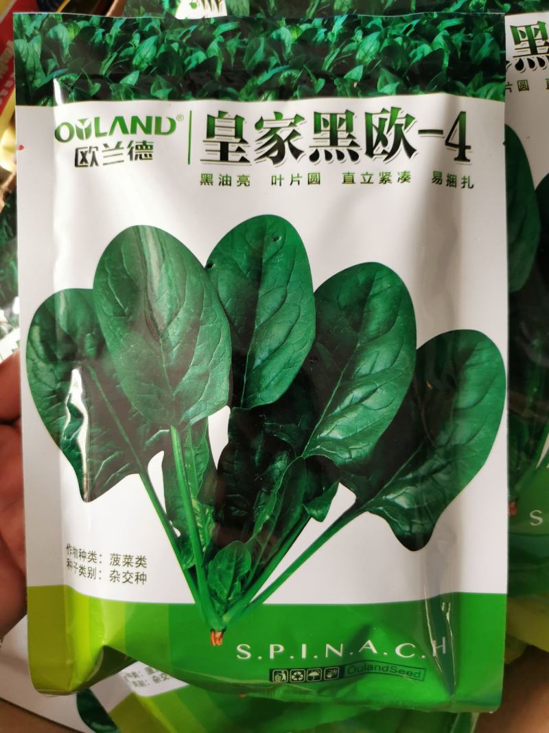 欧兰德菠菜种子黑油亮圆叶菠菜耐热春秋播菠菜种子矮脚菠菜