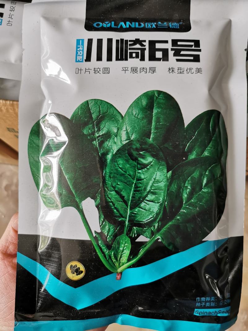 欧兰德菠菜种子黑油亮圆叶菠菜耐热春秋播菠菜种子矮脚菠菜