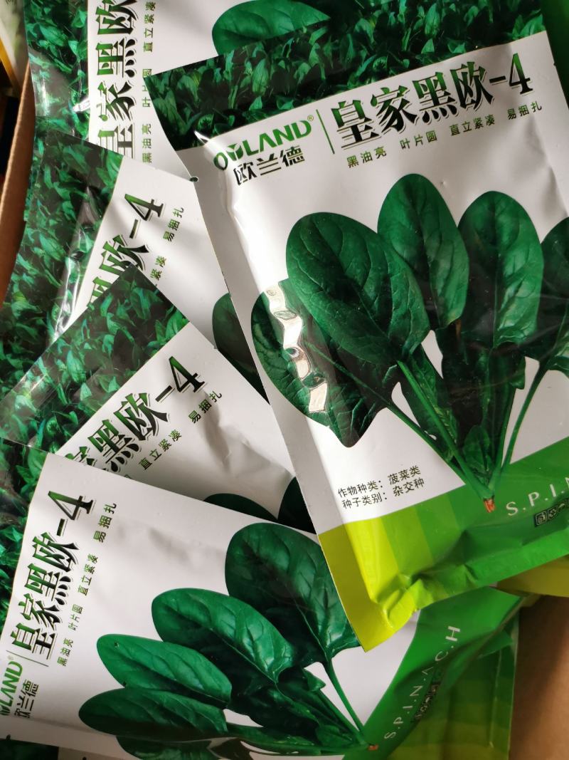 欧兰德菠菜种子黑油亮圆叶菠菜耐热春秋播菠菜种子矮脚菠菜
