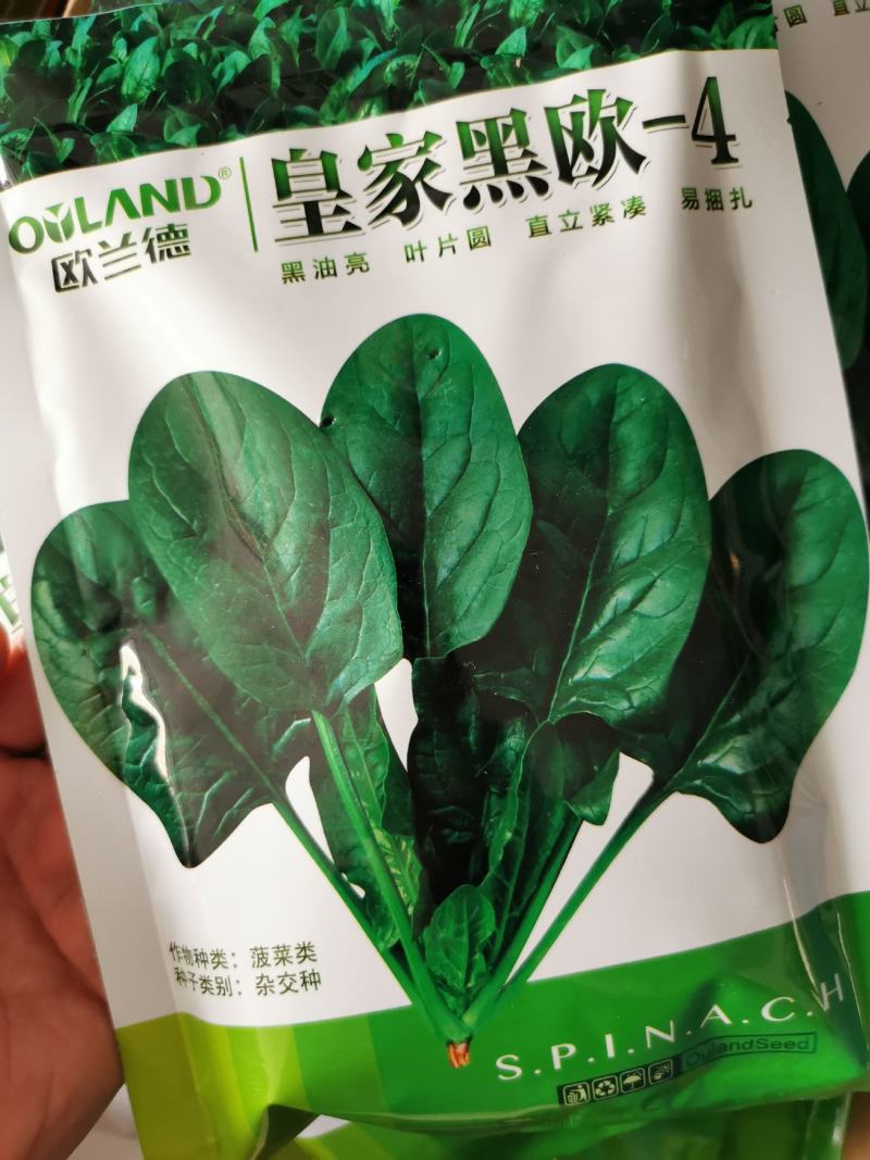 欧兰德菠菜种子黑油亮圆叶菠菜耐热春秋播菠菜种子矮脚菠菜