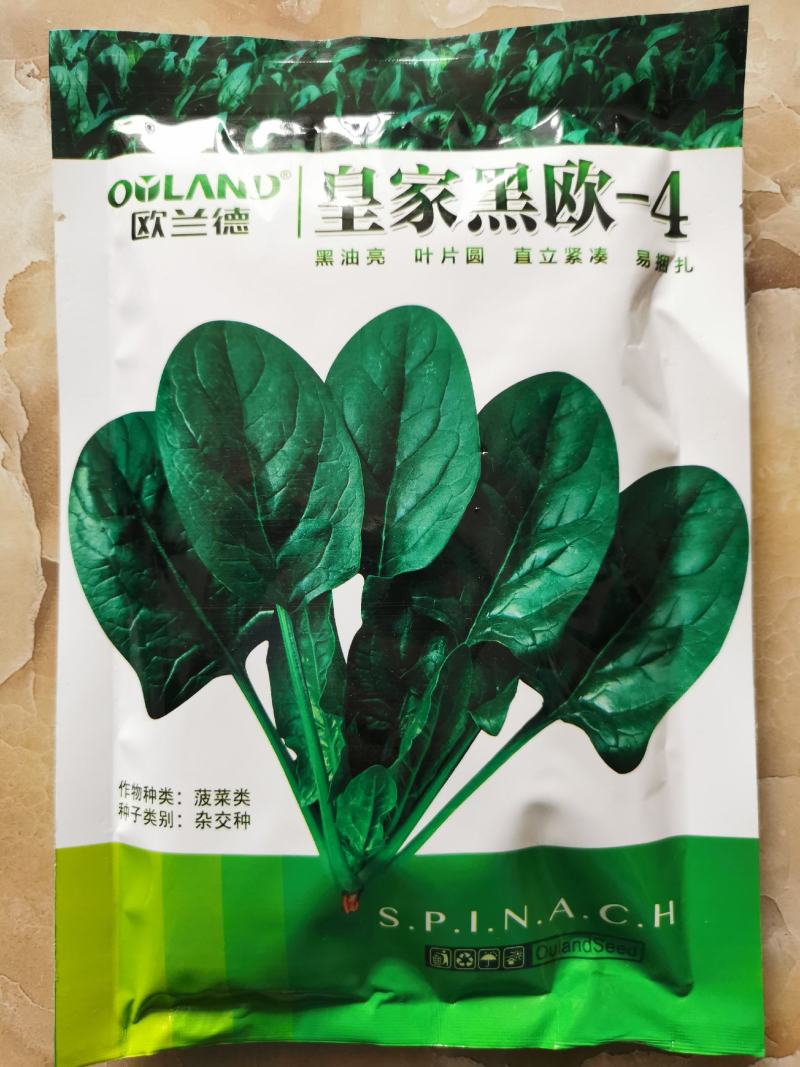 欧兰德菠菜种子黑油亮圆叶菠菜耐热春秋播菠菜种子矮脚菠菜