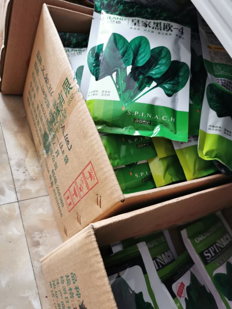 欧兰德菠菜种子黑油亮圆叶菠菜耐热春秋播菠菜种子矮脚菠菜