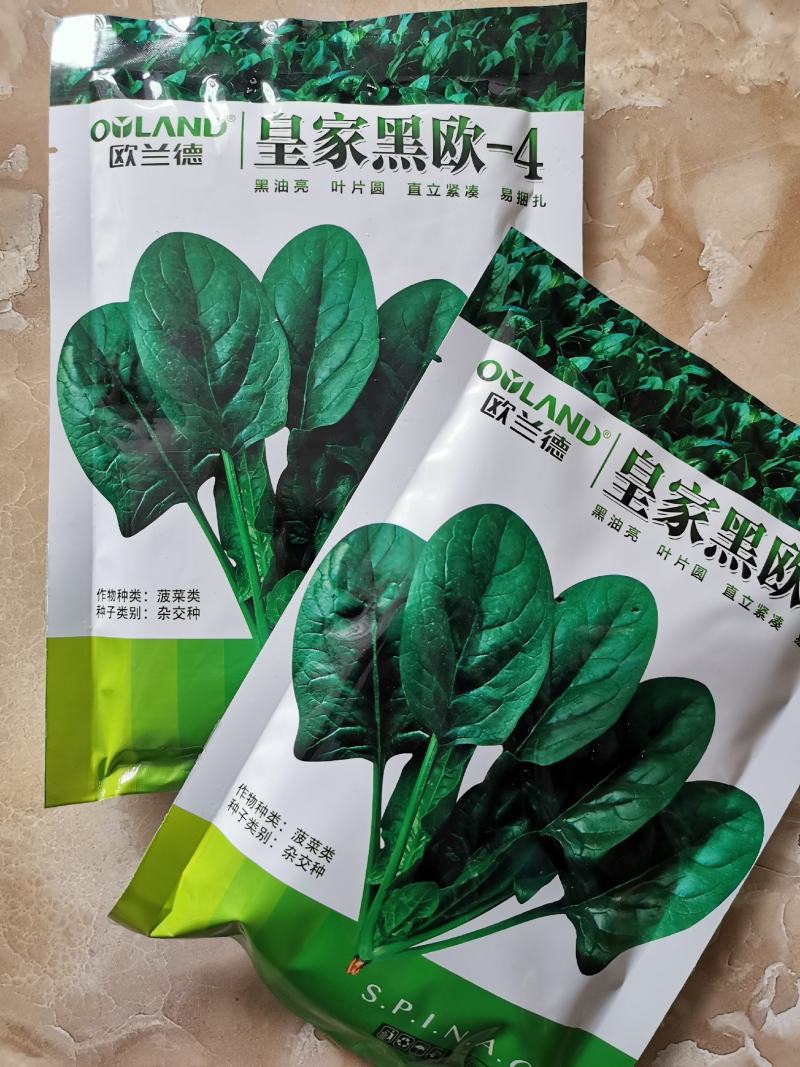 欧兰德菠菜种子黑油亮圆叶菠菜耐热春秋播菠菜种子矮脚菠菜