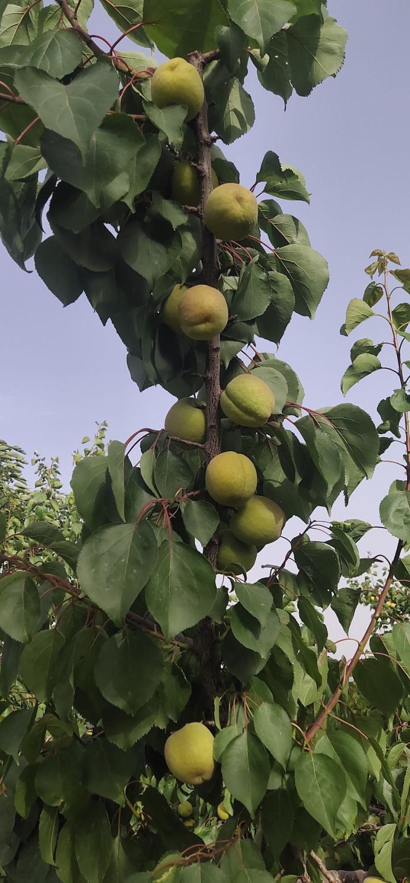 陕西凯特杏，金寿杏，果个大，果面干净，耐运输，产地批发