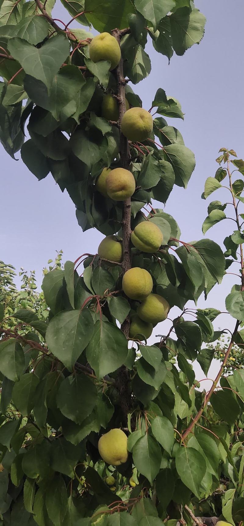 陕西凯特杏，金寿杏，果个大，果面干净，耐运输，产地批发