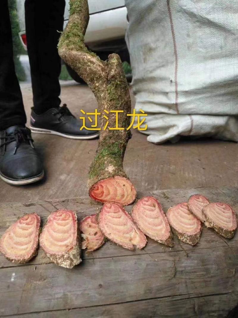 根子药鸡血藤扁担藤雪花藤黑血藤大血藤金刚藤砍砍药新鲜药材