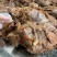 酱香牛肉，牛腱子，牛腩，酱的本色，无任何添加剂