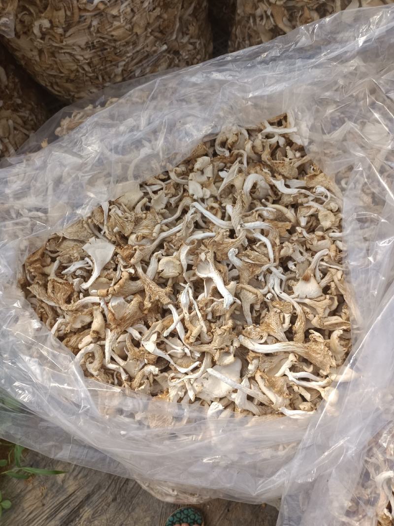 干平菇自家基地种植的平菇都是4到6cm小菇晒干