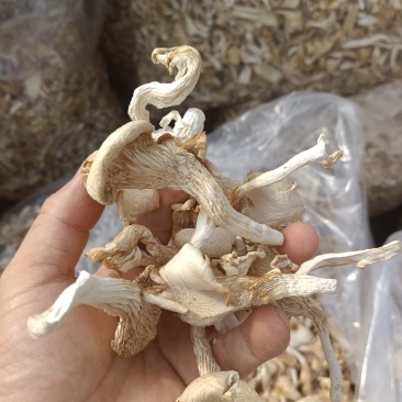 干平菇自家基地种植的平菇都是4到6cm小菇晒干