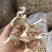 干平菇自家基地种植的平菇都是4到6cm小菇晒干
