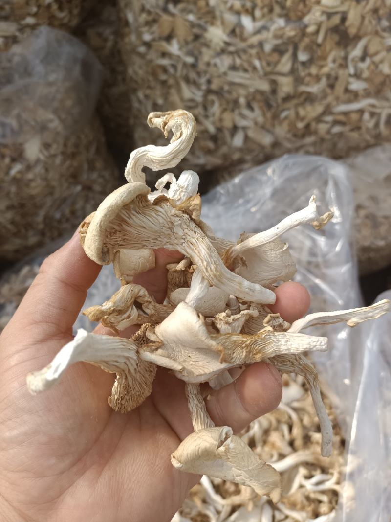 干平菇自家基地种植的平菇都是4到6cm小菇晒干