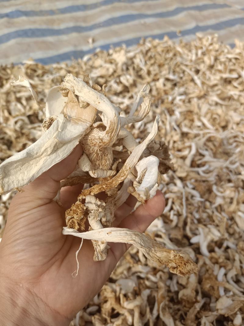 干平菇自家基地种植的平菇都是4到6cm小菇晒干