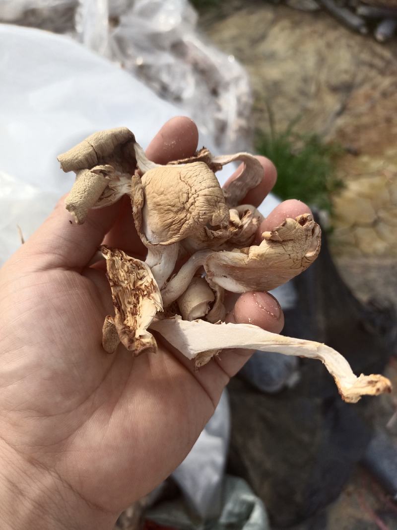 干平菇自家基地种植的平菇都是4到6cm小菇晒干