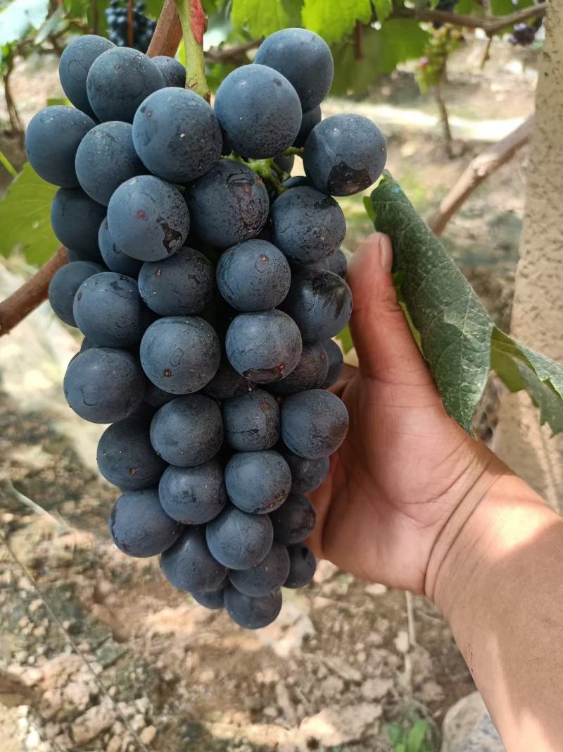 夏黑葡萄，路地夏黑大量上市有需要的可以联系我