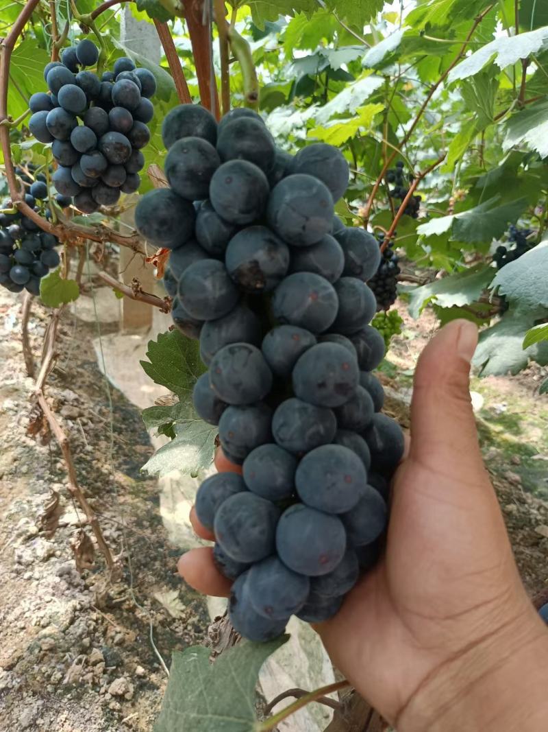夏黑葡萄，路地夏黑大量上市有需要的可以联系我