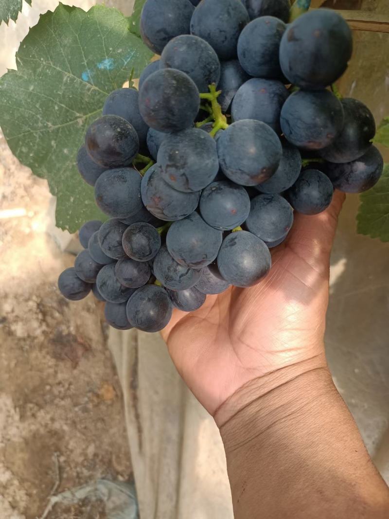 夏黑葡萄，路地夏黑大量上市有需要的可以联系我