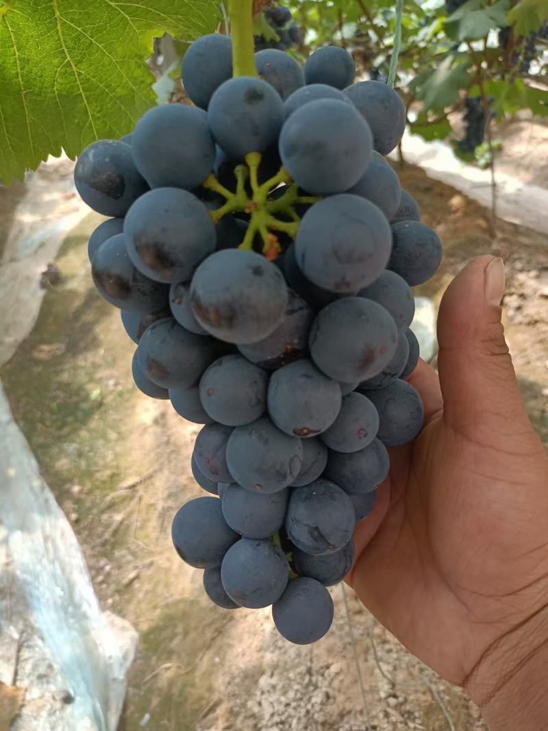 夏黑葡萄，路地夏黑大量上市有需要的可以联系我