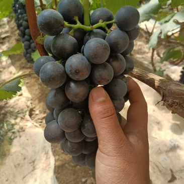 夏黑葡萄，路地夏黑大量上市有需要的可以联系我