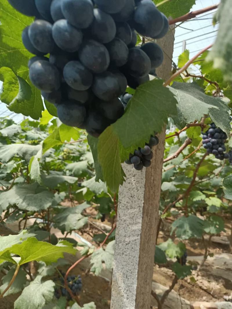 夏黑葡萄，路地夏黑大量上市有需要的可以联系我