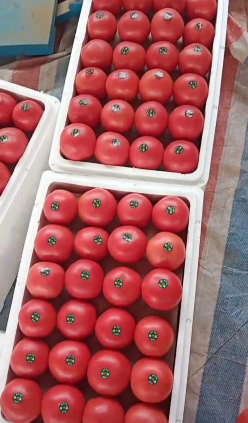 西红柿山东硬粉西红柿弧三以上精品商超市场团购优选