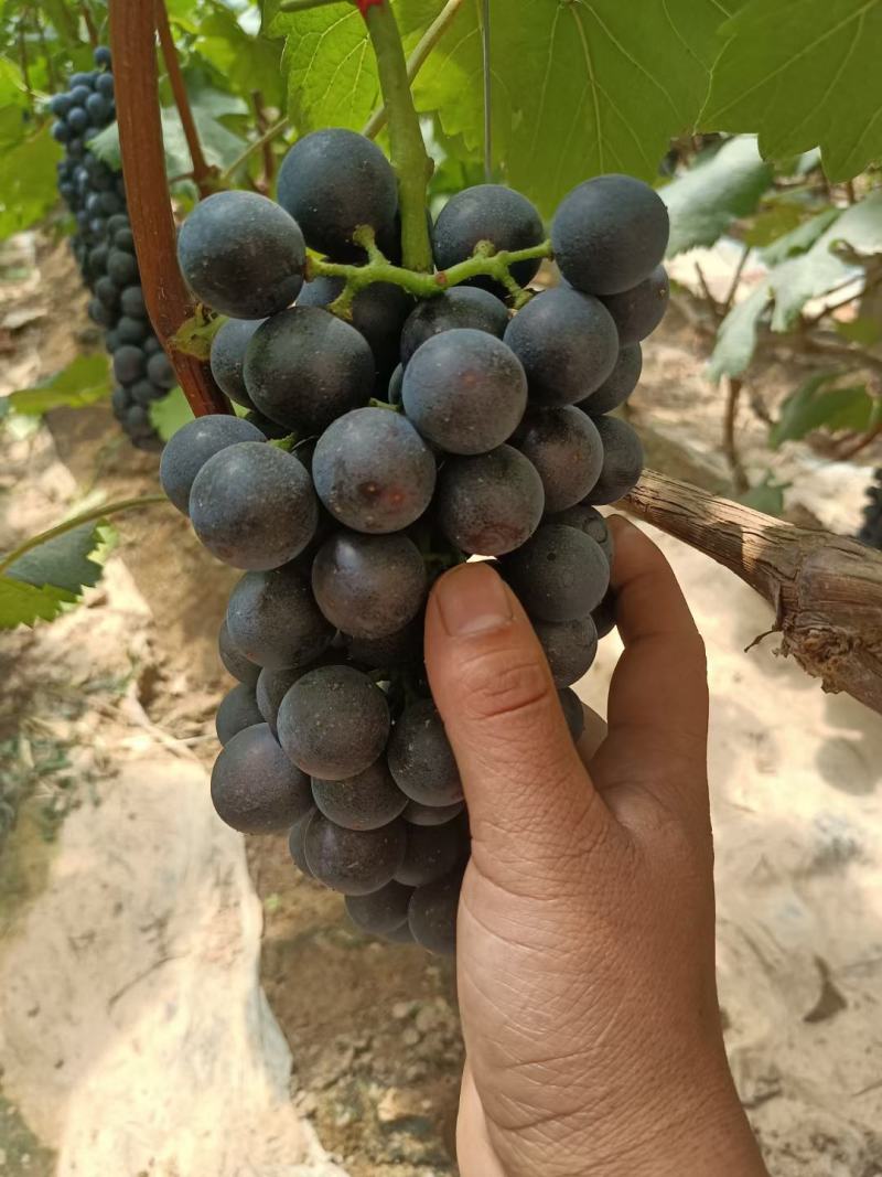 夏黑葡萄，路地夏黑大量上市有需要的可以联系我