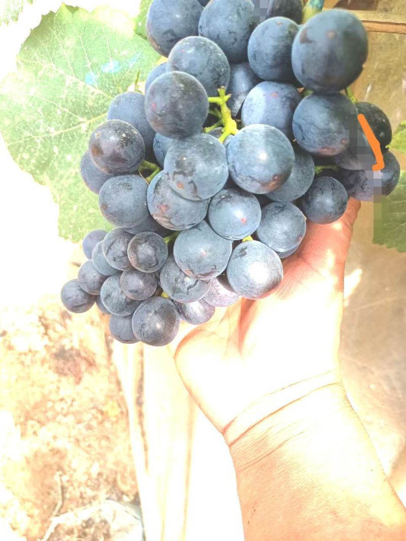 夏黑葡萄，路地夏黑大量上市有需要的可以联系我