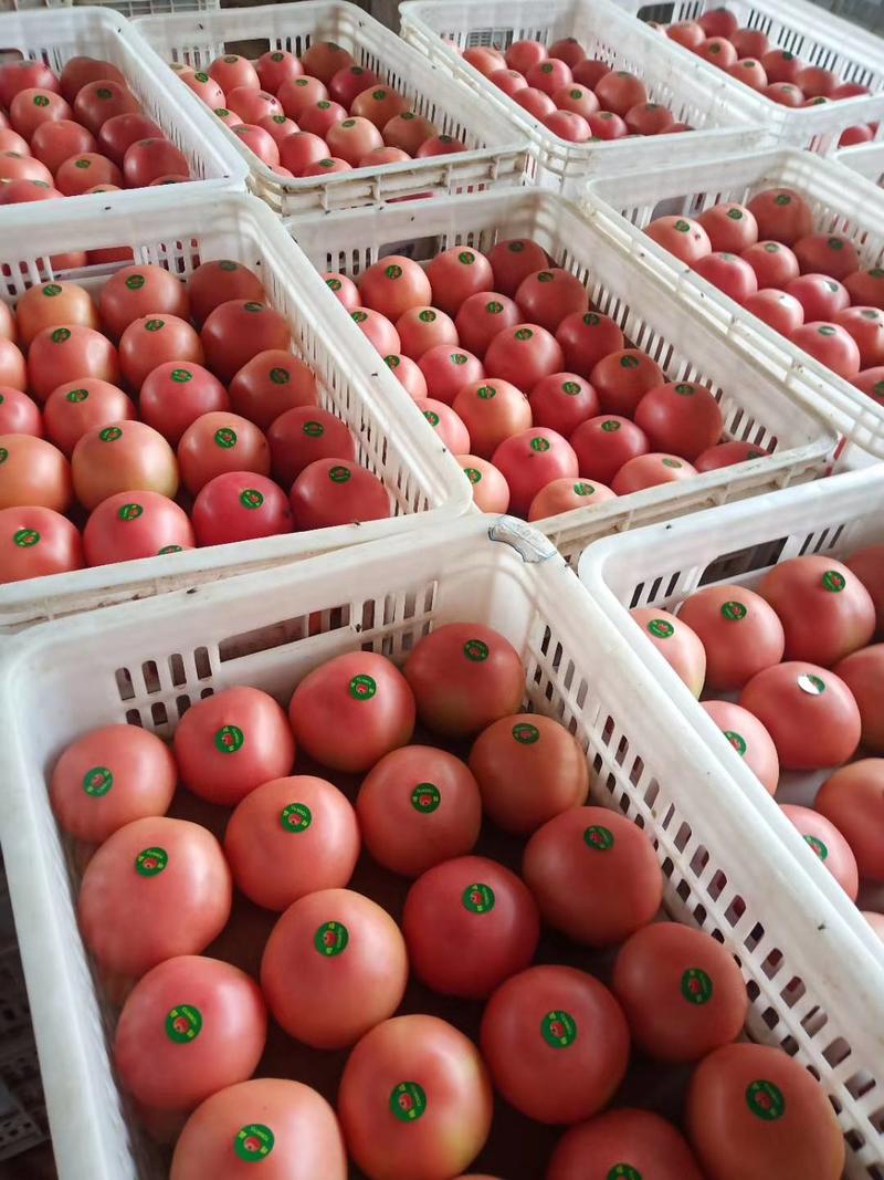 西红柿山东硬粉西红柿弧三以上精品商超市场团购优选