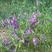 绿肥紫花芍用于田地玉米地魔芋地增肥疏松土壤