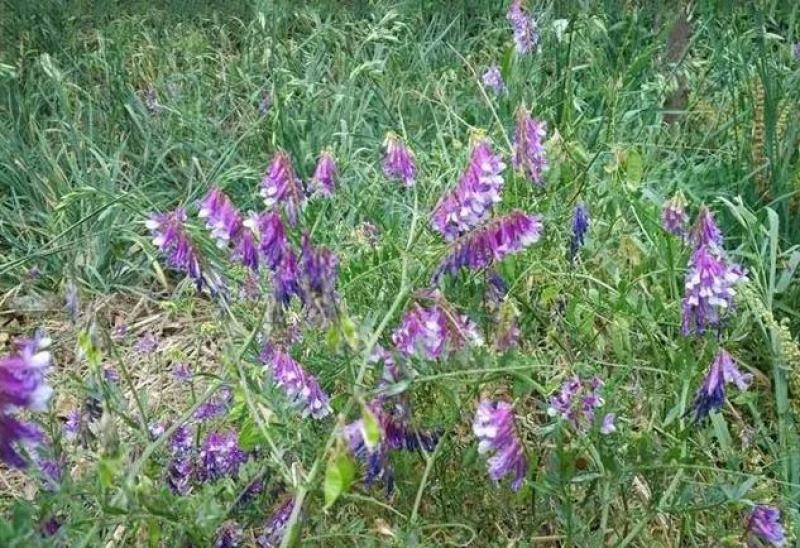 绿肥紫花芍用于田地玉米地魔芋地增肥疏松土壤