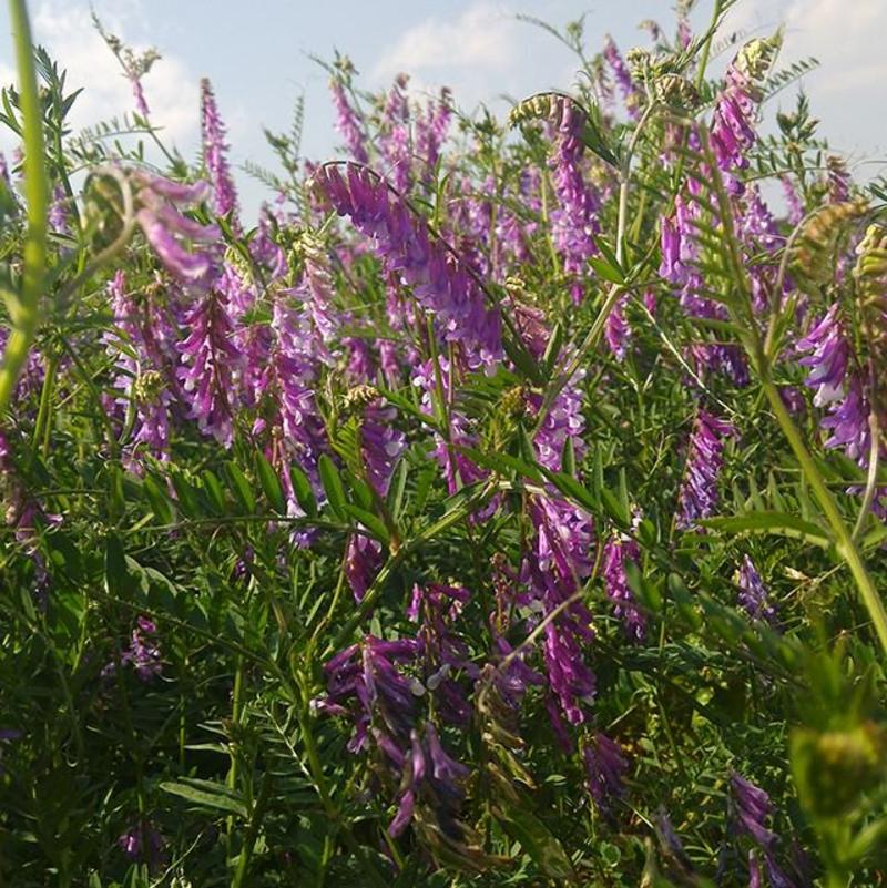 绿肥紫花芍用于田地玉米地魔芋地增肥疏松土壤