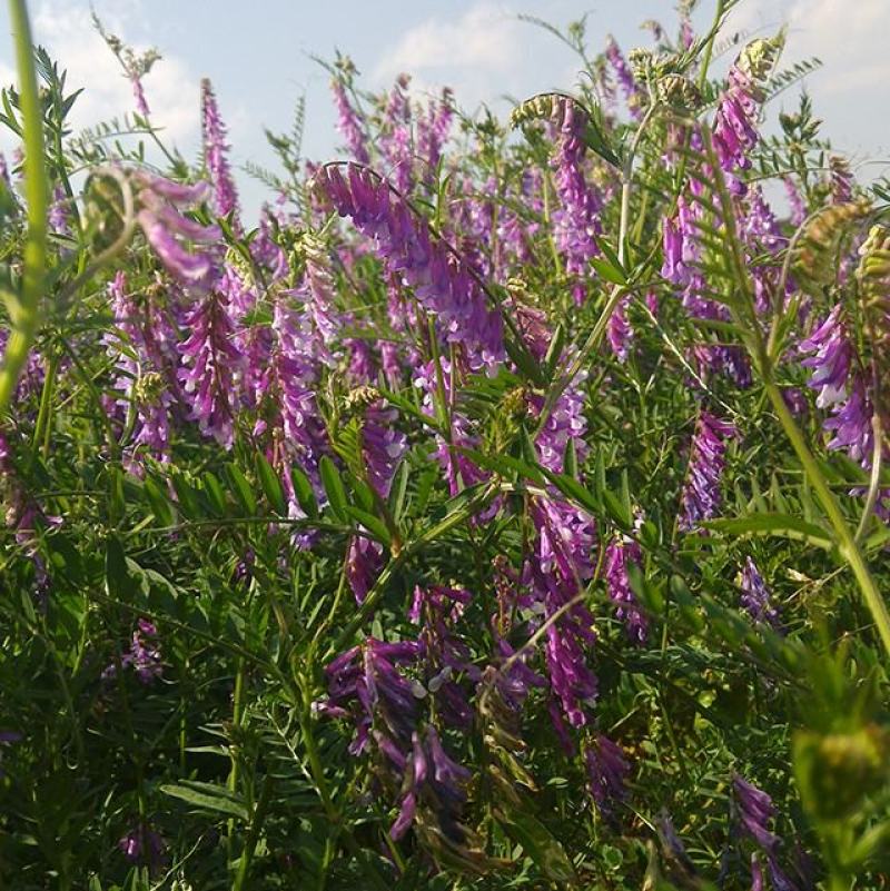 绿肥紫花芍用于田地玉米地魔芋地增肥疏松土壤