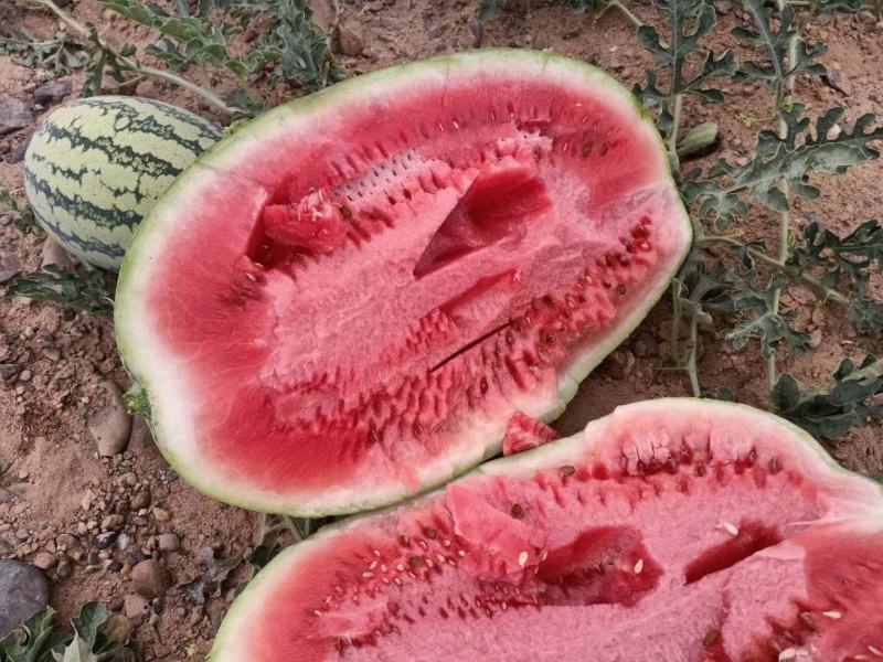 宁夏中卫石头瓜那家质量好、宁夏硒砂瓜代发、宁夏西瓜代办