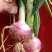 洋葱