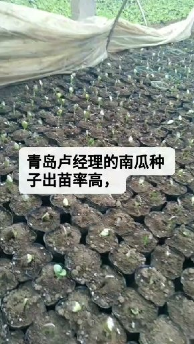 【牛商推荐】紫杆嫁接砧木种子嫁接西瓜砧木种子欢迎来电