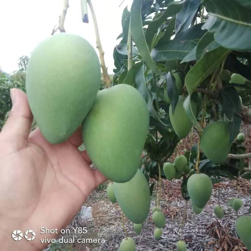 小台农