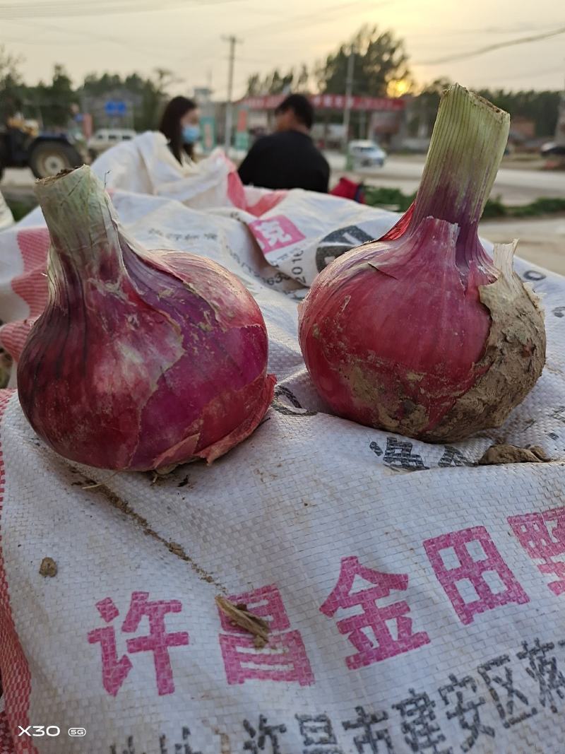 河南开封通许万亩蔬菜基地，晚熟洋葱正在大量上市中。